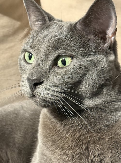 LUPINE - Domestic Short Hair available for adoption