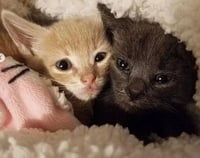 Lupine - Photo 7