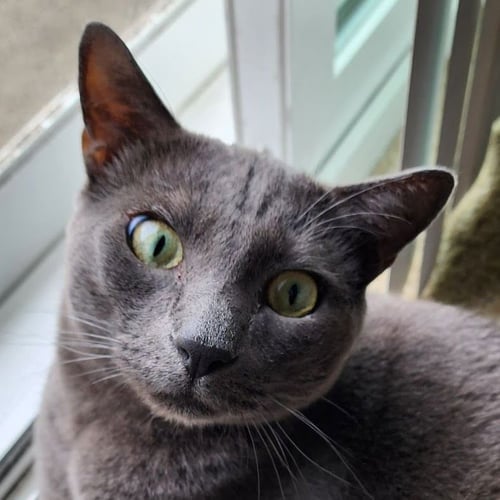 DALI - Domestic Short Hair / Russian Blue available for adoption