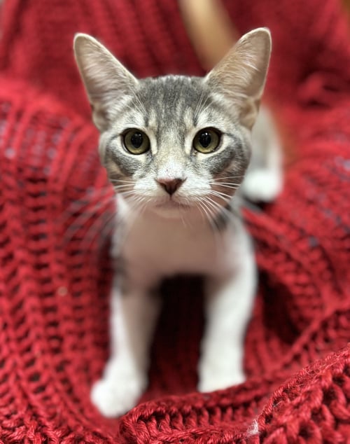 MICKEY D - Domestic Short Hair / Tabby available for adoption