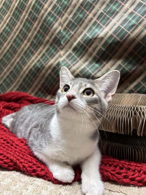 MICKEY D - Domestic Short Hair / Tabby available for adoption