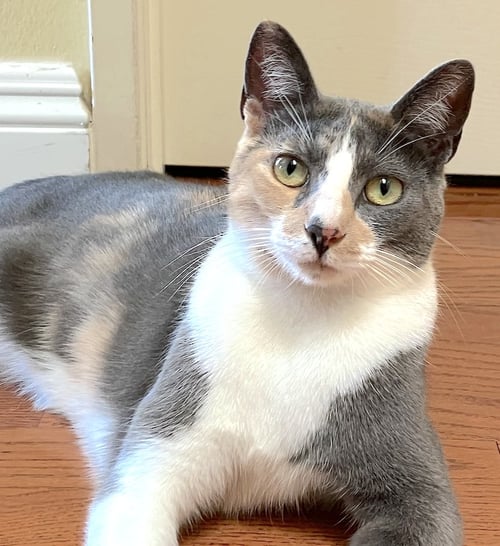 LUNA BELLE - Domestic Short Hair / Calico available for adoption