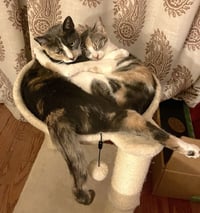 Luna Belle - Photo 3