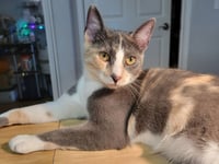 Luna Belle - Photo 4