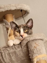 Luna Belle - Photo 5