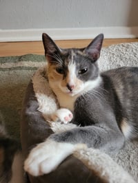 Luna Belle - Photo 9