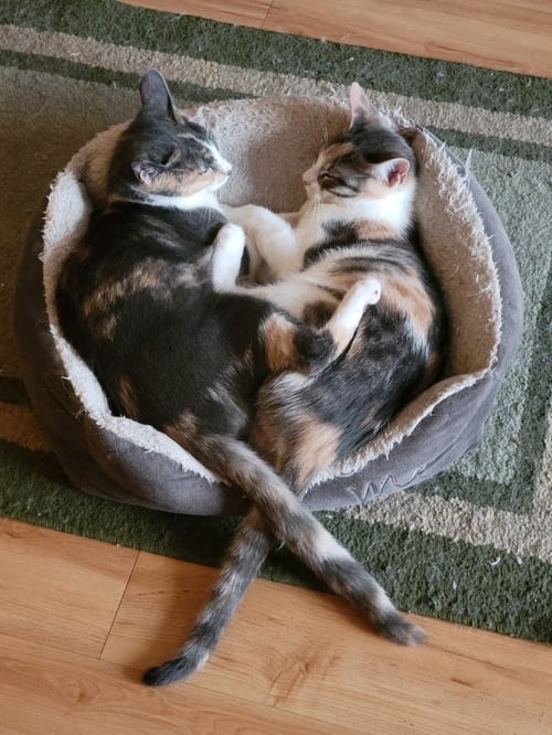 LUNA BELLE - Domestic Short Hair / Calico available for adoption
