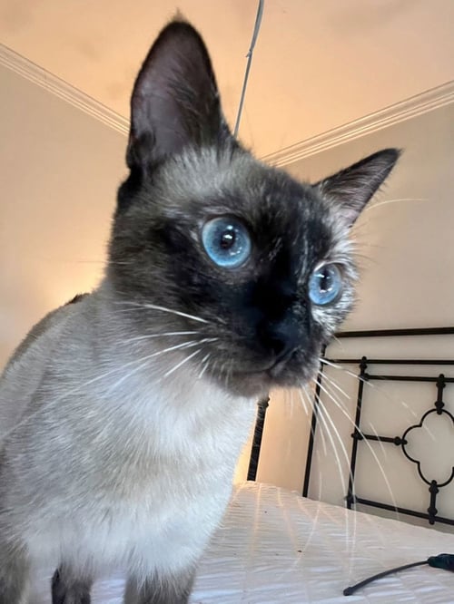 ETHEL - Siamese / Tortoiseshell available for adoption
