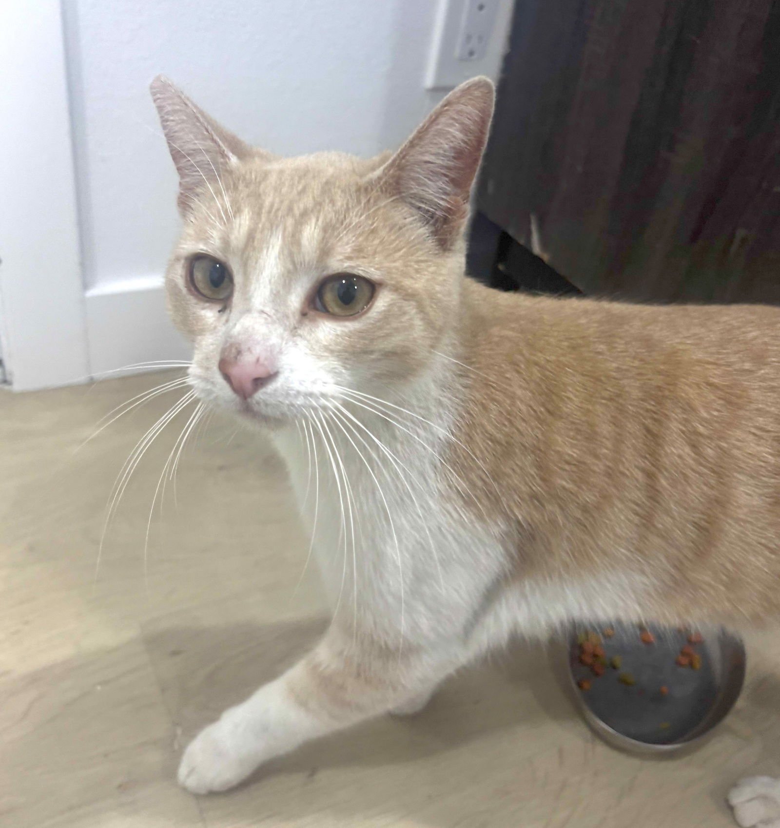 TIGER - Domestic Short Hair available for adoption