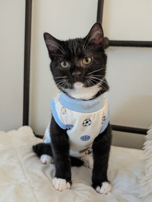LOUIE - Domestic Short Hair / Tuxedo available for adoption