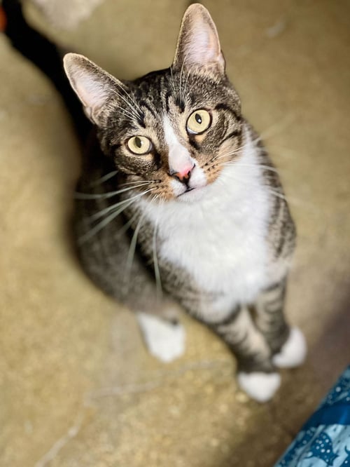 JUSTIN - Domestic Short Hair / Tabby available for adoption