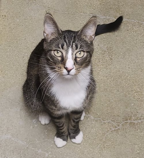 JUSTIN - Domestic Short Hair / Tabby available for adoption