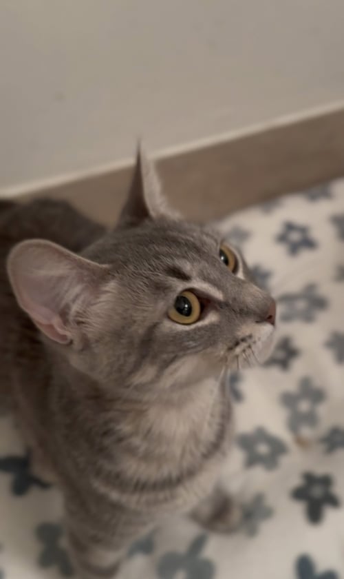 TALLULAH - Domestic Short Hair available for adoption