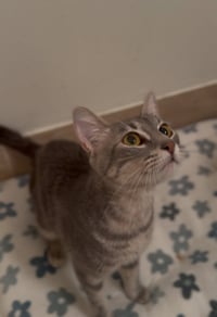 Tallulah - Photo 4