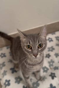 Tallulah - Photo 3