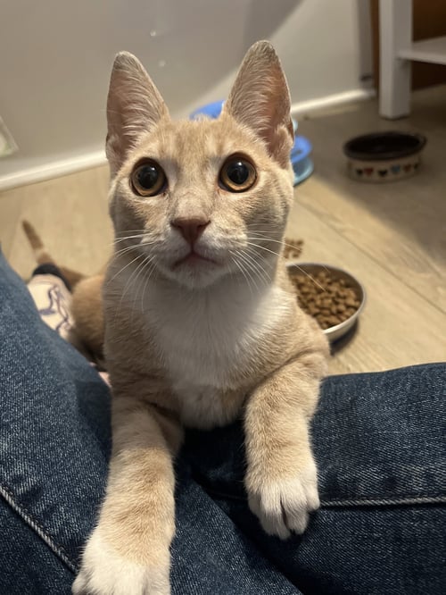 BLONDIE - Domestic Short Hair available for adoption