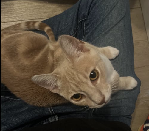 BLONDIE - Domestic Short Hair available for adoption
