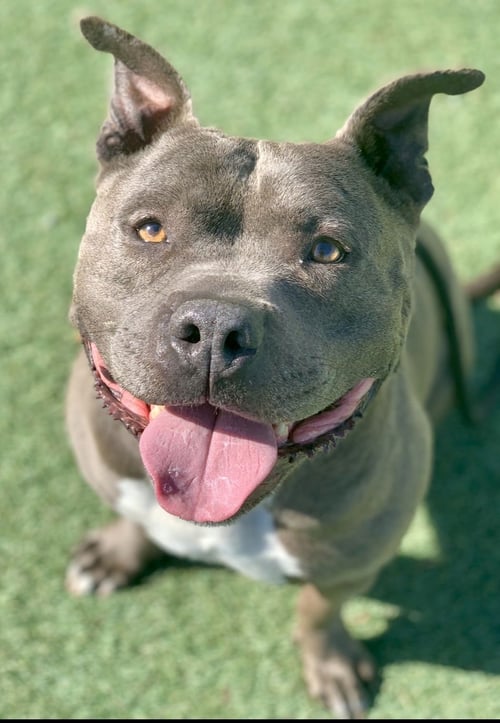 MONKEY - Pit Bull Terrier available for adoption