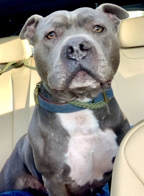 MONKEY - Pit Bull Terrier available for adoption