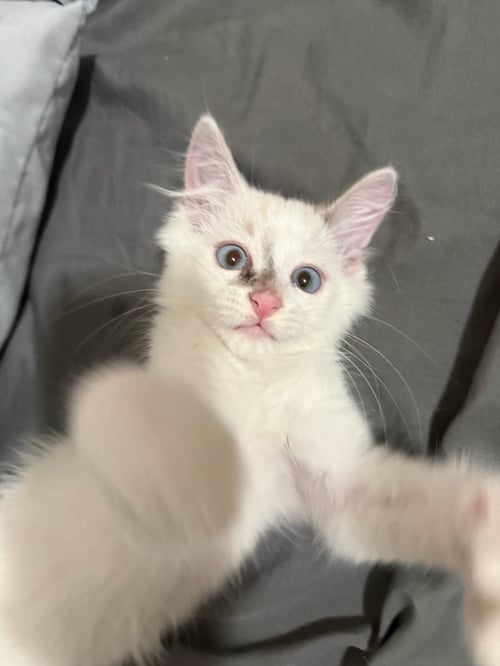 MALLOW MARSH - Siamese available for adoption