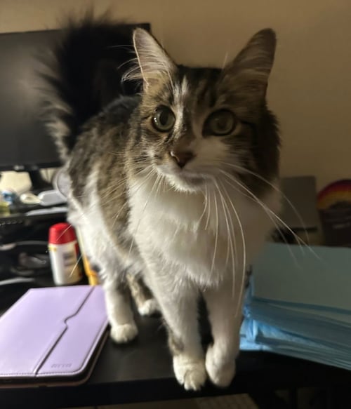 DARLA - Domestic Long Hair / Tabby available for adoption