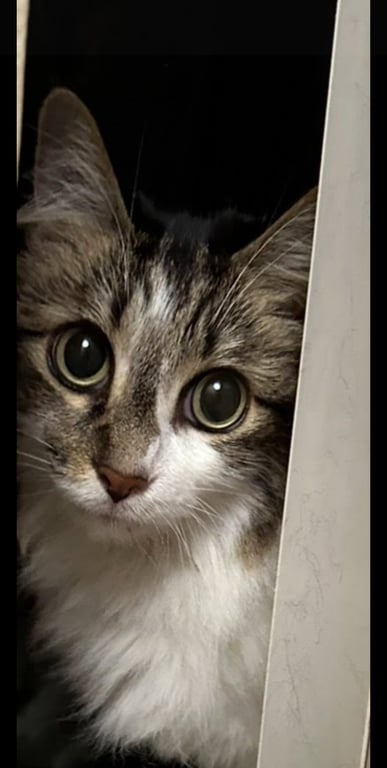 Darla Image