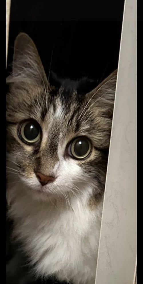 DARLA - Domestic Long Hair / Tabby available for adoption