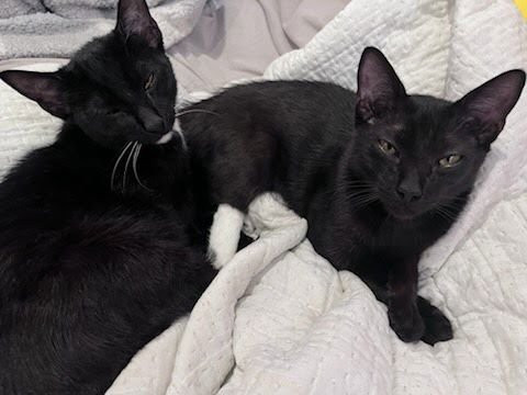 RICK - Domestic Short Hair available for adoption