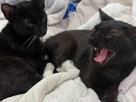 RICK - Domestic Short Hair available for adoption