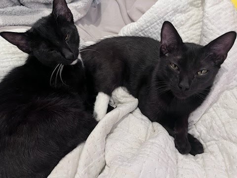 RICK - Domestic Short Hair available for adoption
