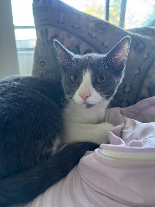 MANNY - Domestic Short Hair available for adoption