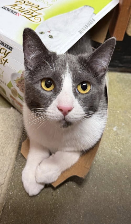 MANNY - Domestic Short Hair available for adoption