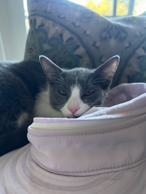 MANNY - Domestic Short Hair available for adoption