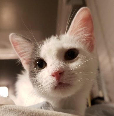 DAISY - Domestic Short Hair available for adoption