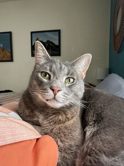 ARISTOTLE - Domestic Short Hair / Tabby available for adoption