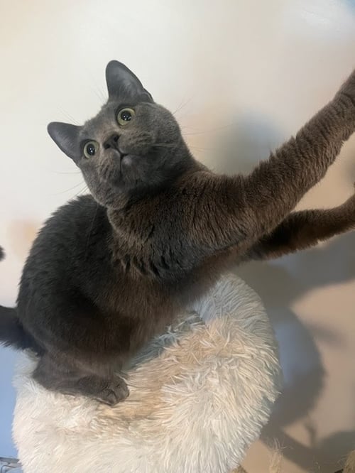 TIA - Russian Blue available for adoption