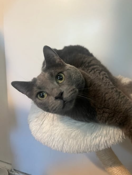 TIA - Russian Blue available for adoption