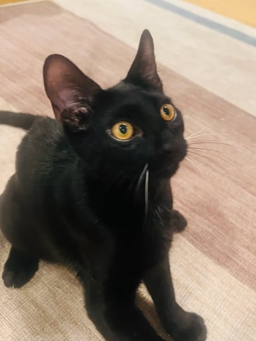 ELVIS PURRESSLEY - Domestic Short Hair available for adoption
