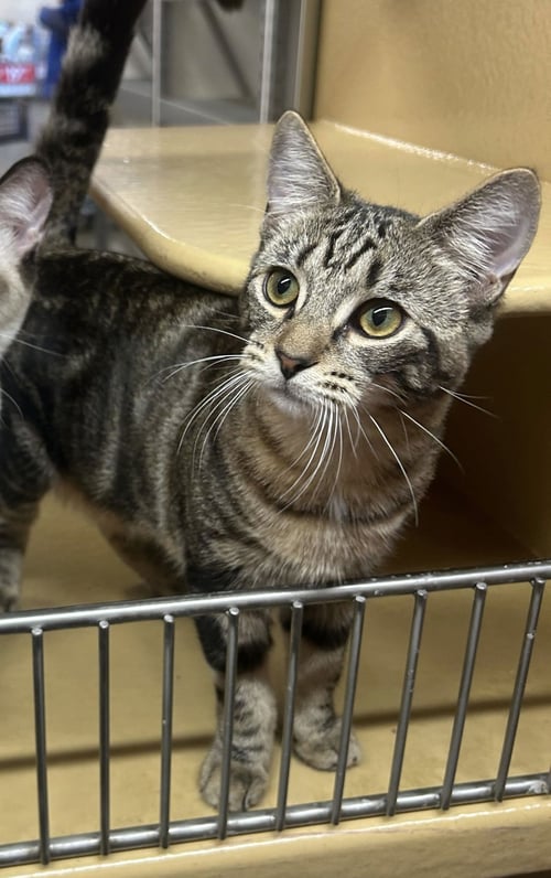 YELLOWSTONE - Domestic Short Hair / Tabby available for adoption