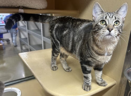 YELLOWSTONE - Domestic Short Hair / Tabby available for adoption