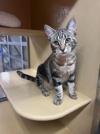 Yellowstone - Photo 3