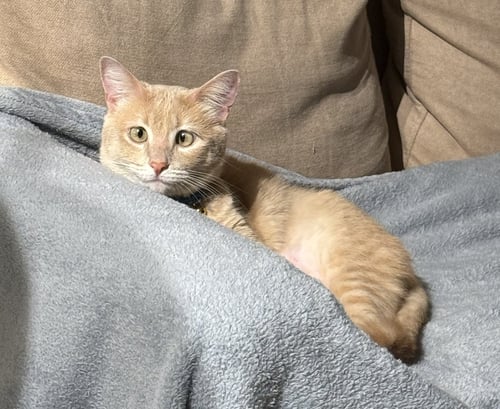 FARRO - Domestic Short Hair / Tabby available for adoption