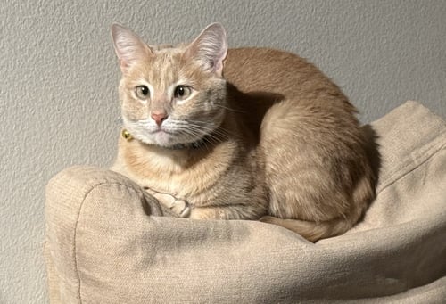 FARRO - Domestic Short Hair / Tabby available for adoption