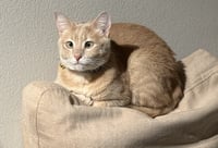 Farro - Photo 2