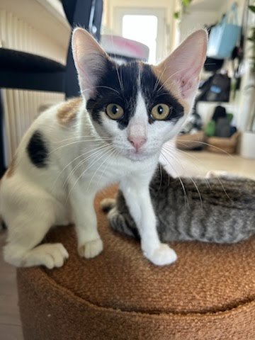 OPAL - Domestic Short Hair available for adoption