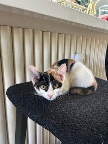 OPAL - Domestic Short Hair available for adoption