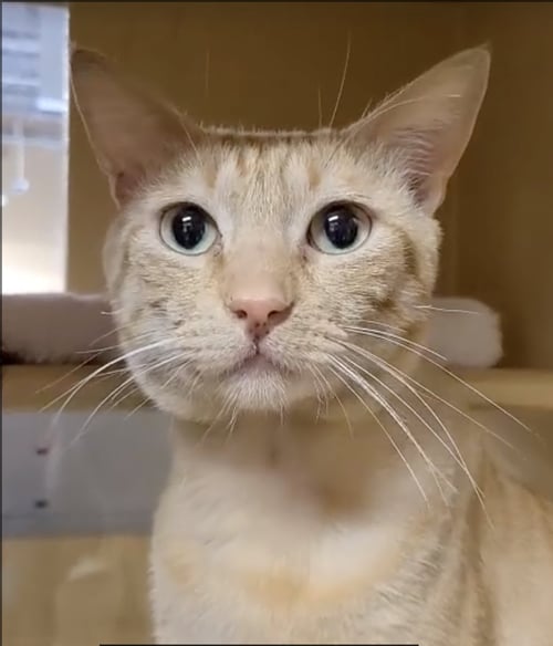 GARFIELD - Domestic Short Hair available for adoption