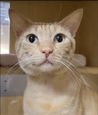 Garfield - Photo 3