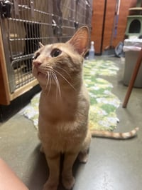 Garfield - Photo 4