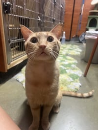 Garfield - Photo 1